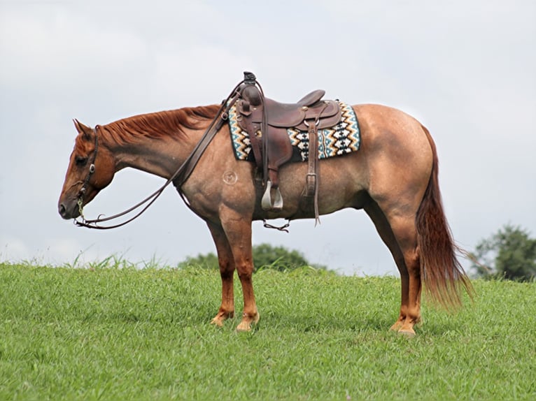 Quarter horse américain Hongre 15 Ans 152 cm Rouan Rouge in Brodhead KY