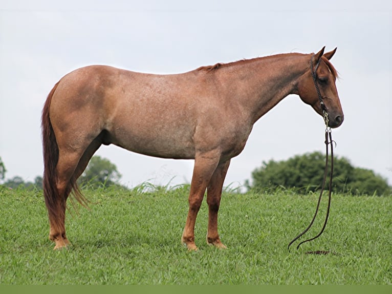 Quarter horse américain Hongre 15 Ans 152 cm Rouan Rouge in Brodhead KY