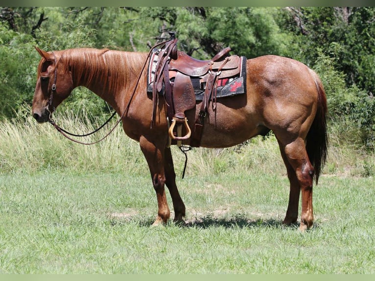 Quarter horse américain Hongre 15 Ans 152 cm Rouan Rouge in lipan Tx