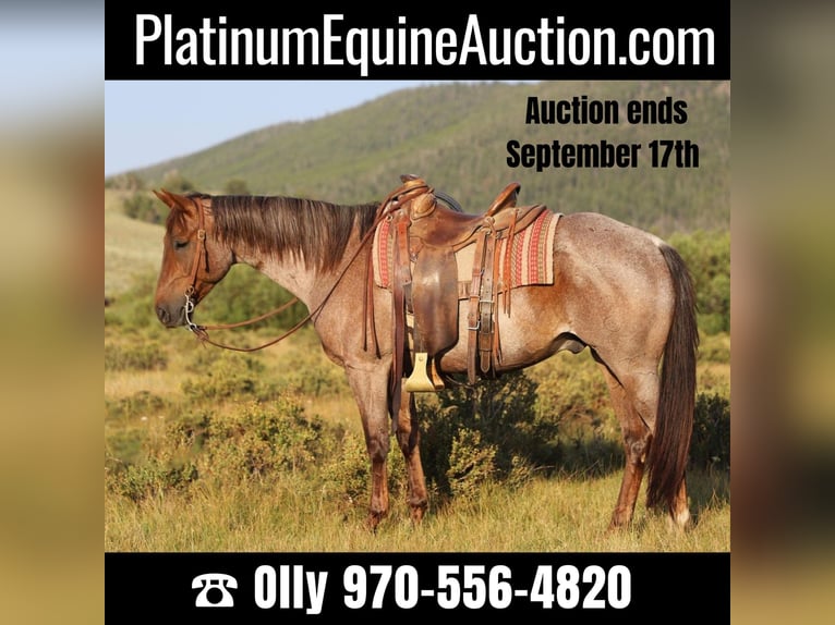 Quarter horse américain Hongre 15 Ans 152 cm Rouan Rouge in Nunn CO