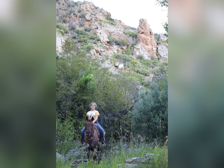 Quarter horse américain Hongre 15 Ans 152 cm Rouan Rouge in Nunn CO