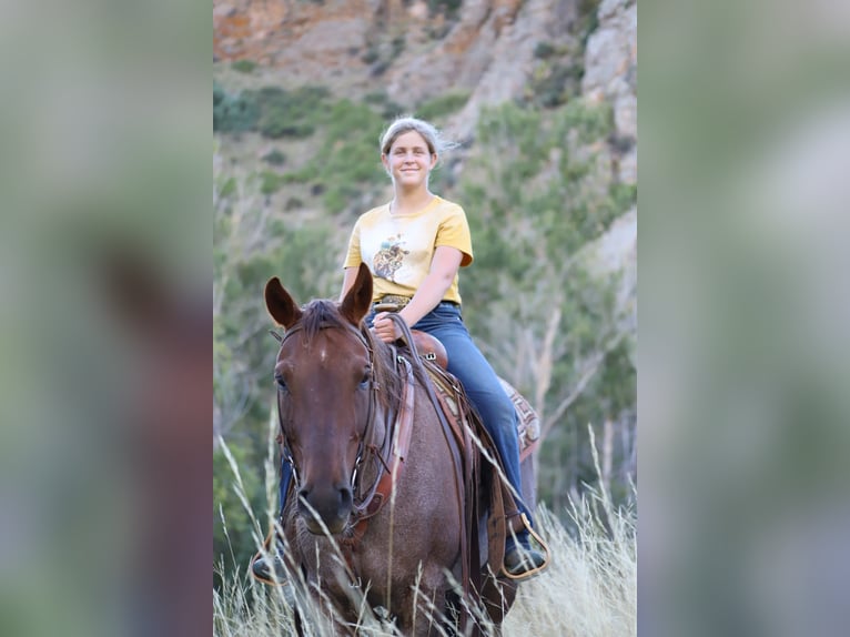 Quarter horse américain Hongre 15 Ans 152 cm Rouan Rouge in Nunn CO