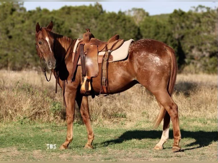 Quarter horse américain Hongre 15 Ans 152 cm Rouan Rouge in Weatherford TX