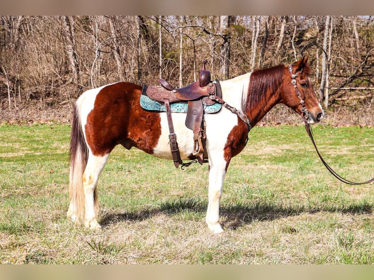 Quarter horse américain Hongre 15 Ans 152 cm Tobiano-toutes couleurs in Hillsboro KY