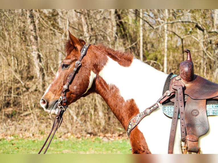 Quarter horse américain Hongre 15 Ans 152 cm Tobiano-toutes couleurs in Hillsboro KY