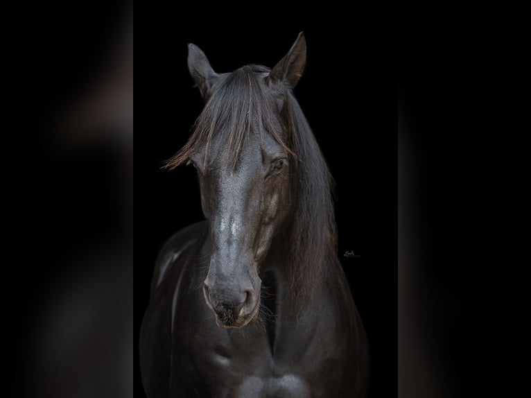 Quarter horse américain Hongre 15 Ans 153 cm Noir in Nettetal