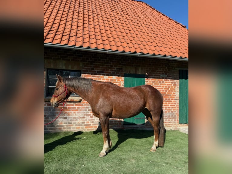 Quarter horse américain Hongre 15 Ans 154 cm Alezan in Schönberg