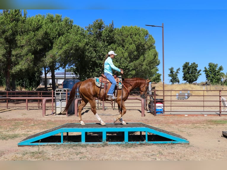Quarter horse américain Hongre 15 Ans 155 cm Alezan brûlé in Pleasant Grove CA