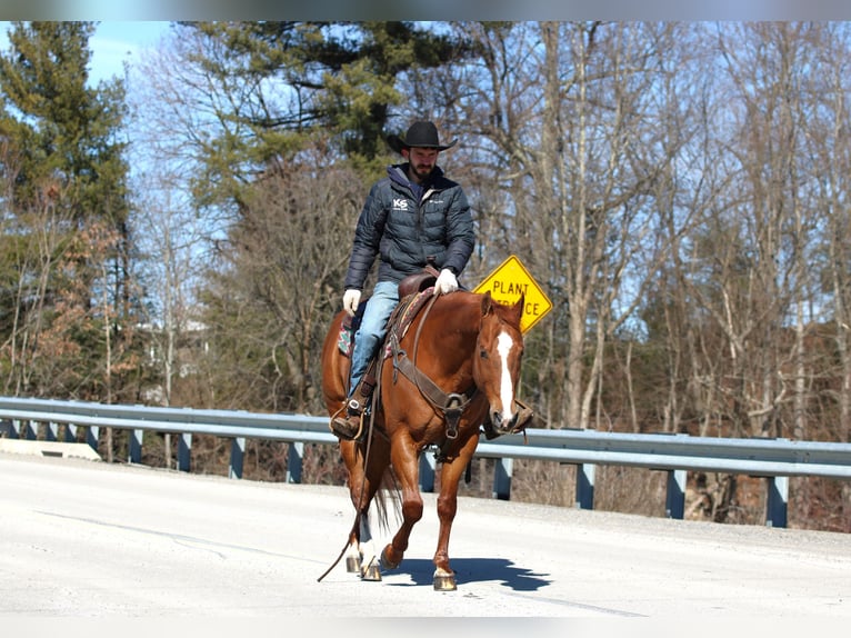 Quarter horse américain Hongre 15 Ans 155 cm Alezan cuivré in Clarion