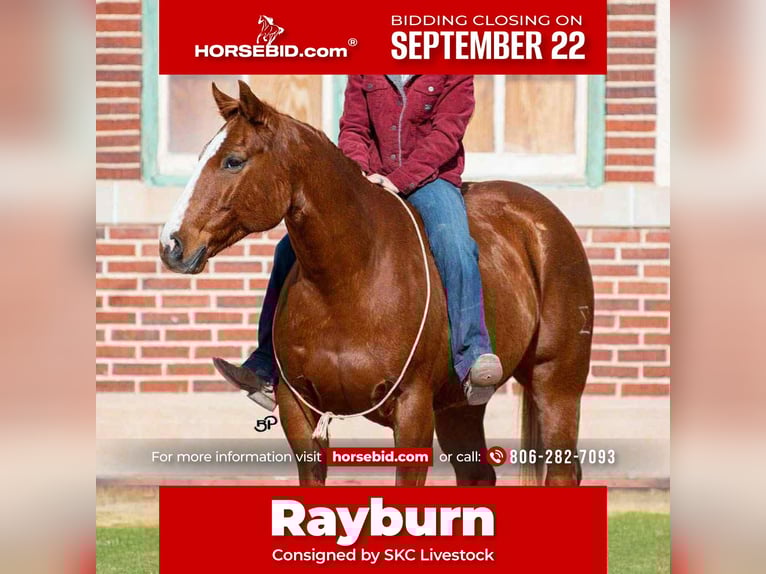 Quarter horse américain Hongre 15 Ans 155 cm Alezan cuivré in Canyon, TX