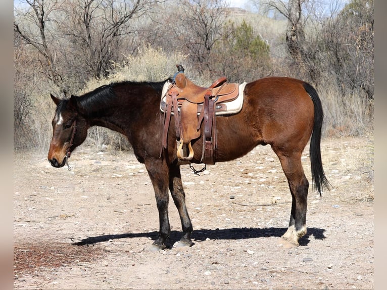 Quarter horse américain Hongre 15 Ans 155 cm Bai cerise in Camp Verde AZ