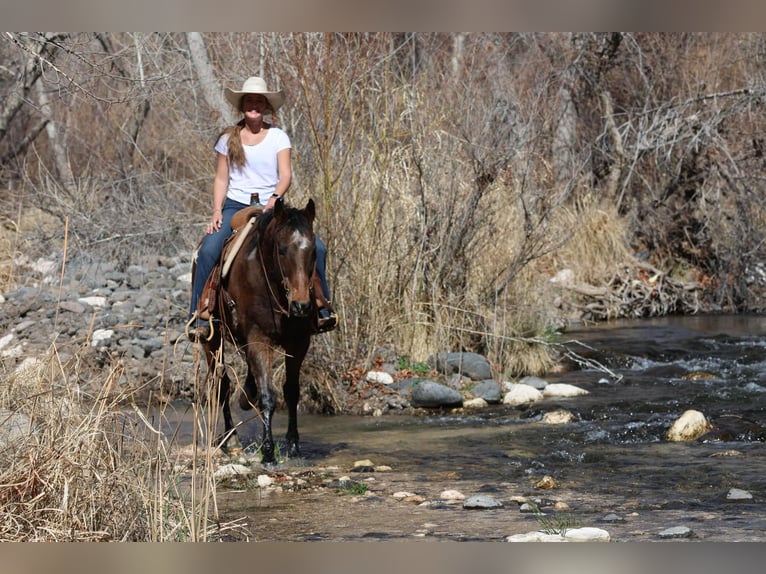 Quarter horse américain Hongre 15 Ans 155 cm Bai cerise in Camp Verde AZ