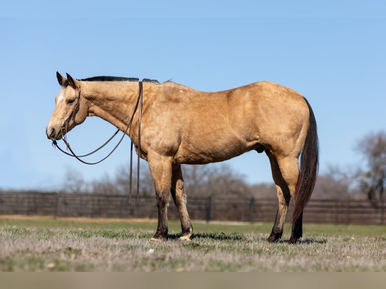 Quarter horse américain Hongre 15 Ans 155 cm Buckskin in Wetherford TX