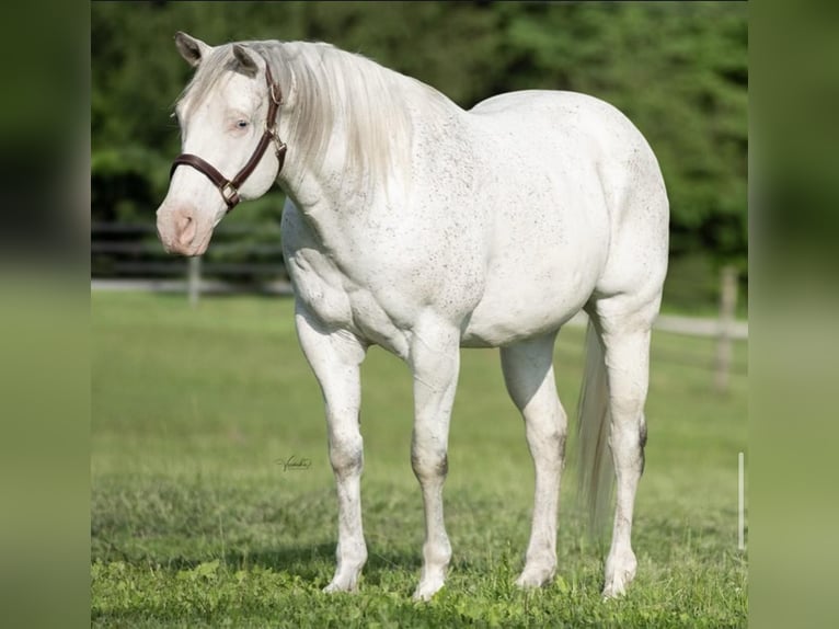 Quarter horse américain Hongre 15 Ans 155 cm Gris in Danville IN
