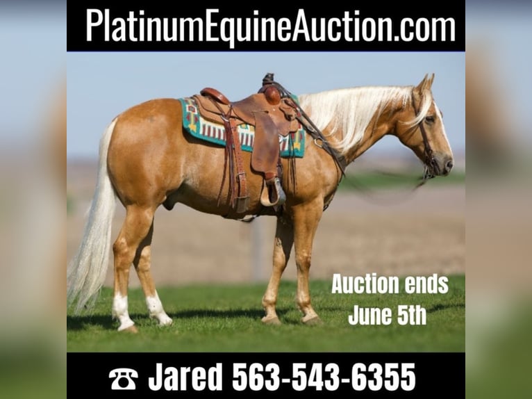 Quarter horse américain Hongre 15 Ans 155 cm Palomino in Bernard IA