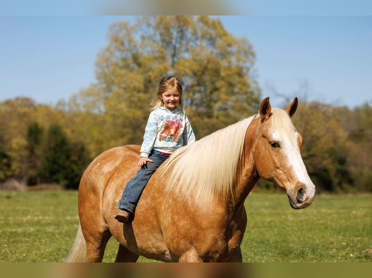 Quarter horse américain Hongre 15 Ans 155 cm Palomino in Quitman AR