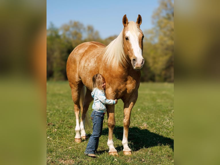 Quarter horse américain Hongre 15 Ans 155 cm Palomino in Quitman AR