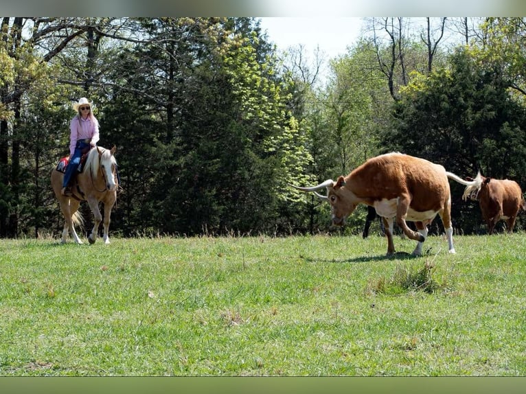 Quarter horse américain Hongre 15 Ans 155 cm Palomino in Quitman AR