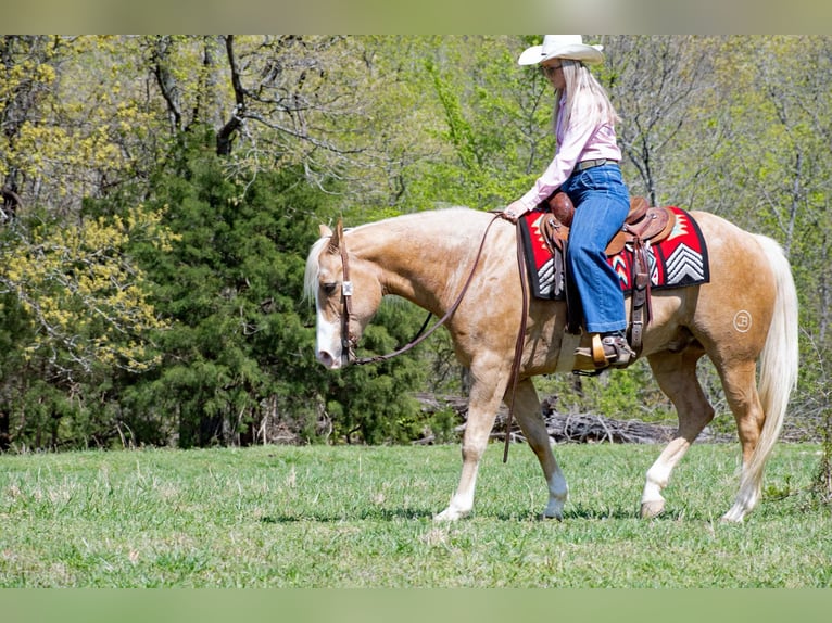 Quarter horse américain Hongre 15 Ans 155 cm Palomino in Quitman AR