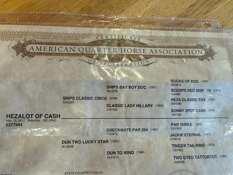 Quarter horse américain Hongre 15 Ans 155 cm Palomino in Quitman AR