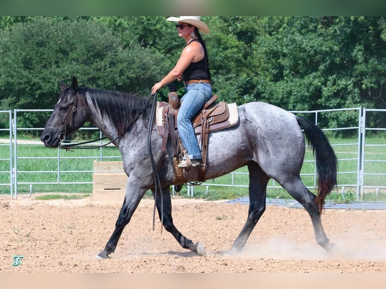 Quarter horse américain Hongre 15 Ans 155 cm Rouan Bleu in Carthage, TX