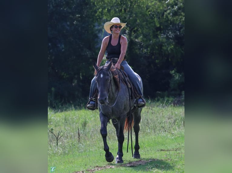 Quarter horse américain Hongre 15 Ans 155 cm Rouan Bleu in Carthage, TX