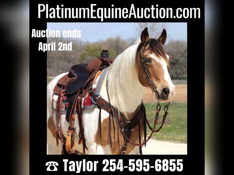 Quarter horse américain Hongre 15 Ans 155 cm Tobiano-toutes couleurs in Morgan Mill TX