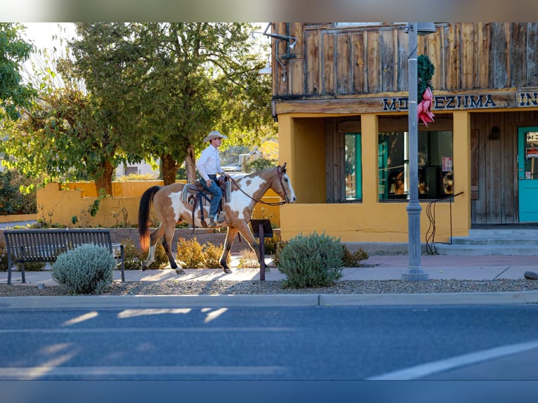 Quarter horse américain Hongre 15 Ans 155 cm in Camp Verde AZ