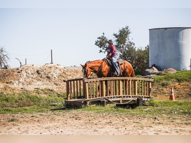 Quarter horse américain Hongre 15 Ans 155 cm in Valley Springs CA