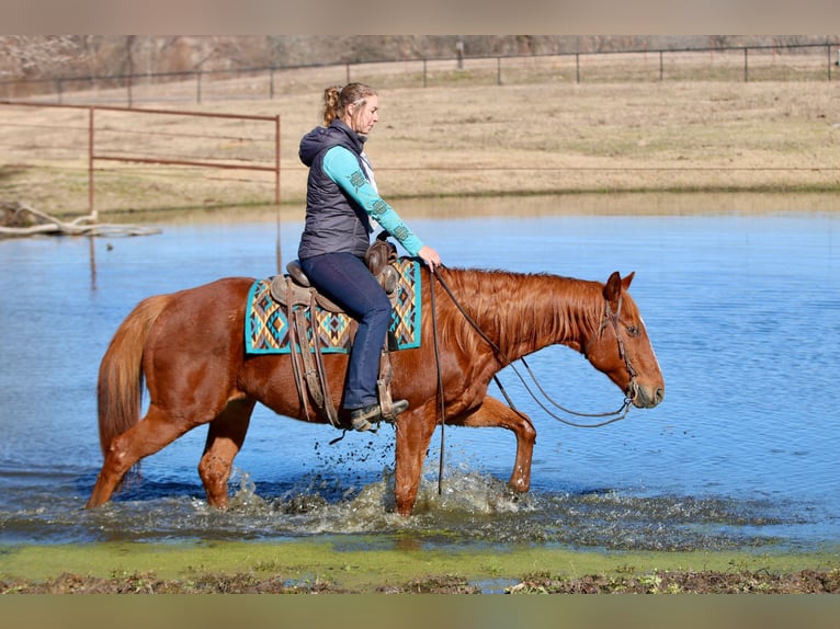 Quarter horse américain Hongre 15 Ans 157 cm Alezan brûlé in Athens