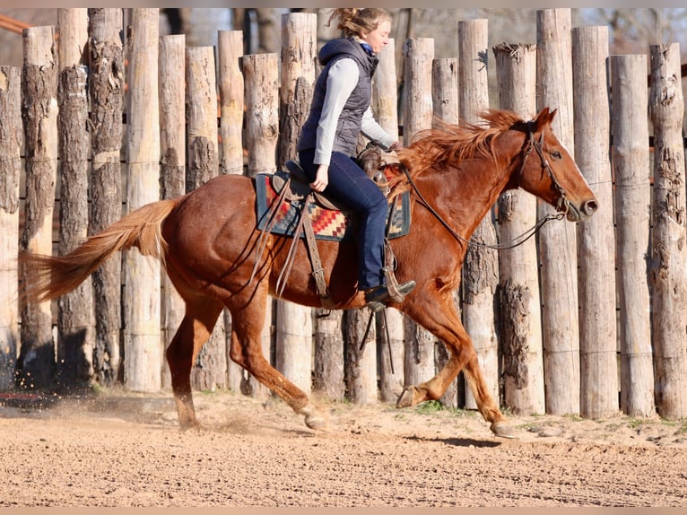 Quarter horse américain Hongre 15 Ans 157 cm Alezan brûlé in Athens