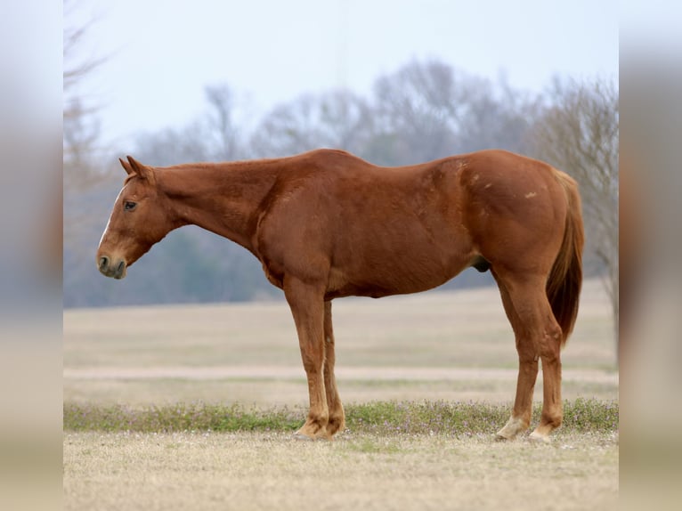 Quarter horse américain Hongre 15 Ans 157 cm Alezan brûlé in Athens