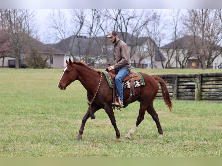 Quarter horse américain Hongre 15 Ans 157 cm Alezan brûlé in Brooksville KY
