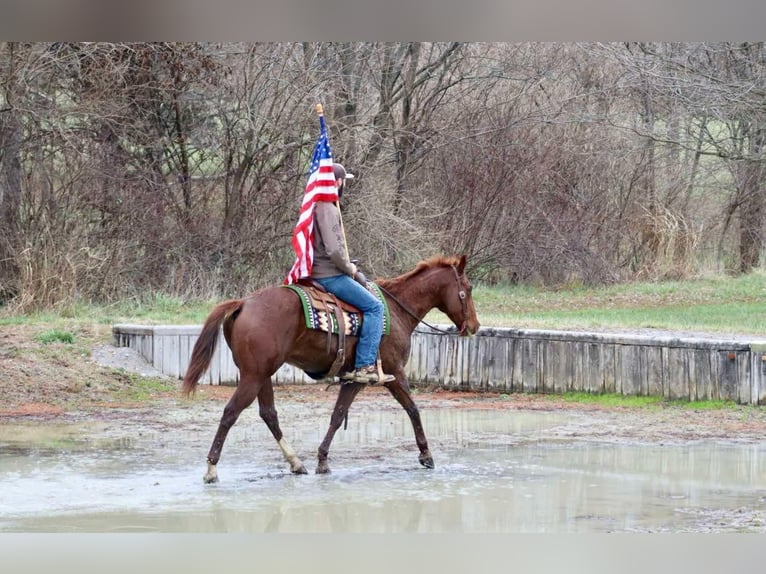 Quarter horse américain Hongre 15 Ans 157 cm Alezan brûlé in Brooksville KY