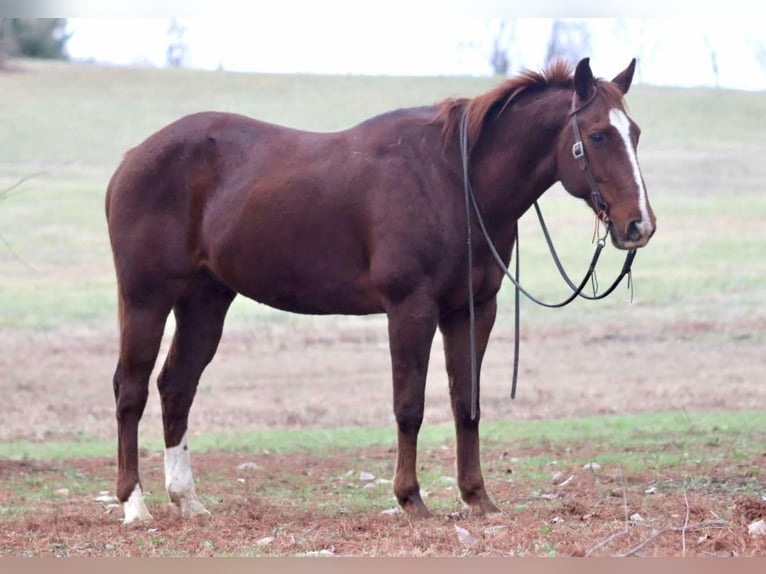 Quarter horse américain Hongre 15 Ans 157 cm Alezan brûlé in Brooksville KY