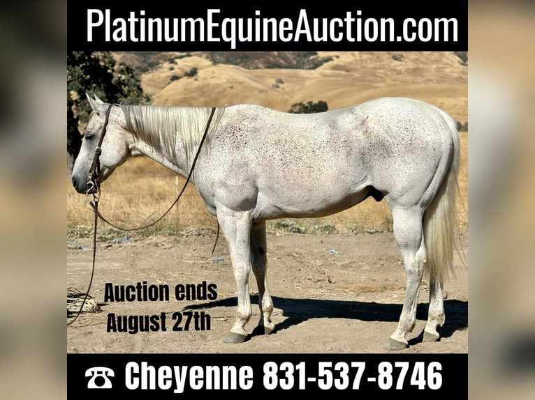 Quarter horse américain Hongre 15 Ans 157 cm Gris in Bitterwater, CA