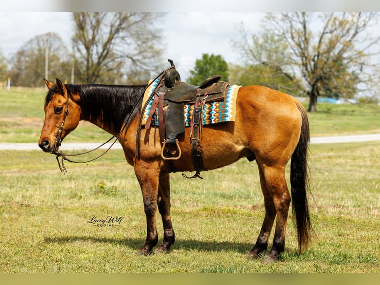 Quarter horse américain Hongre 15 Ans 157 cm Isabelle in Quitman