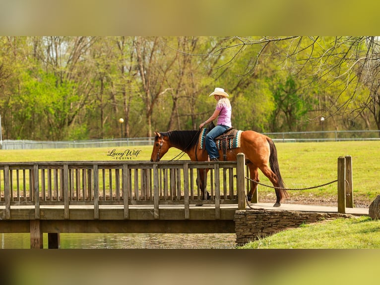 Quarter horse américain Hongre 15 Ans 157 cm Isabelle in Quitman