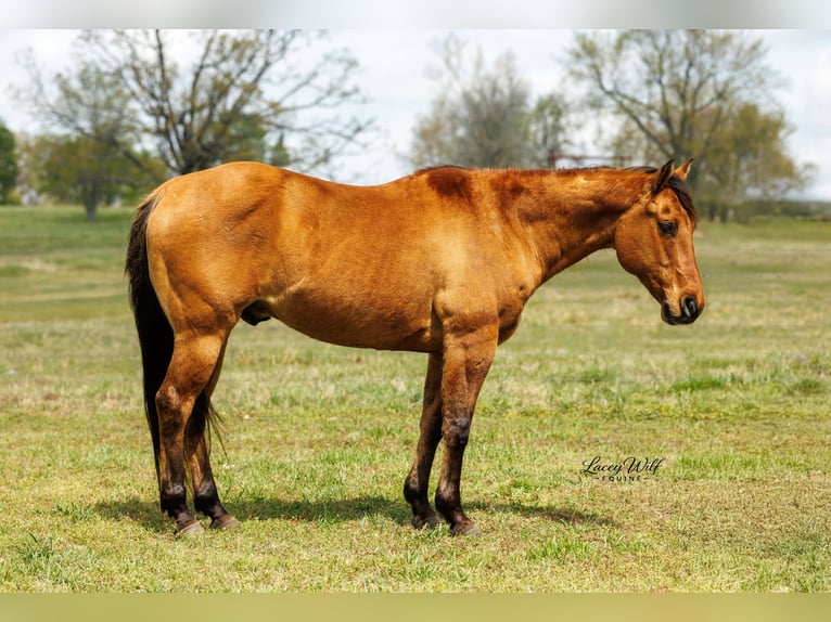 Quarter horse américain Hongre 15 Ans 157 cm Isabelle in Quitman