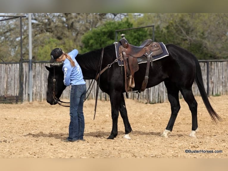 Quarter horse américain Hongre 15 Ans 157 cm Noir in Weatherford TX