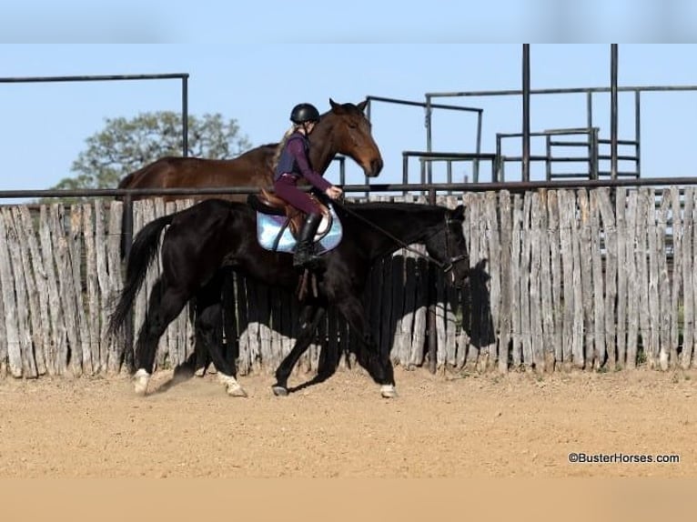 Quarter horse américain Hongre 15 Ans 157 cm Noir in Weatherford TX