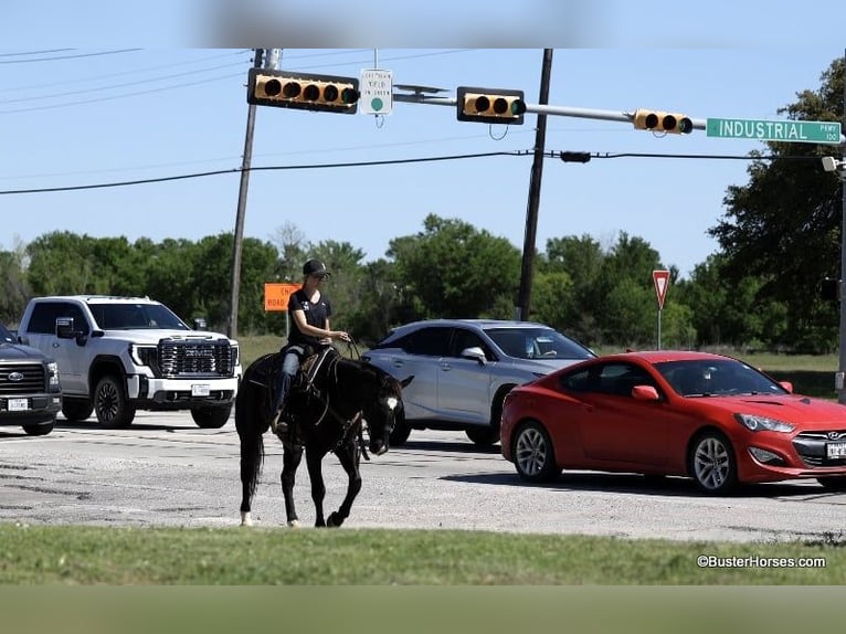 Quarter horse américain Hongre 15 Ans 157 cm Noir in Weatherford TX