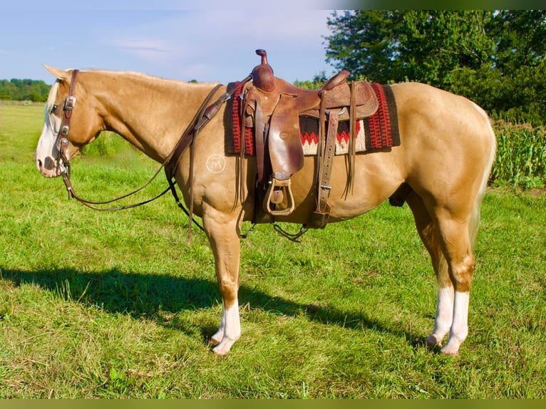 Quarter horse américain Croisé Hongre 15 Ans 157 cm Palomino in Millersburg, OH