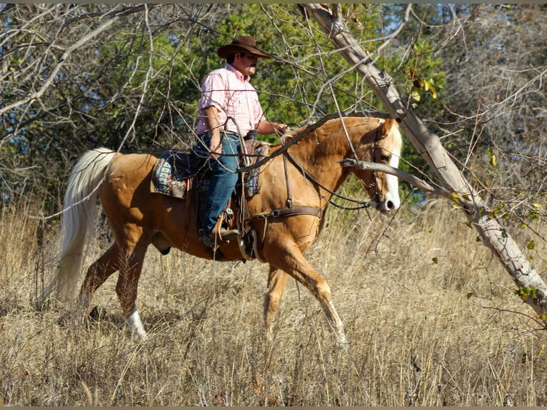 Quarter horse américain Hongre 15 Ans 157 cm Palomino in Stephenville