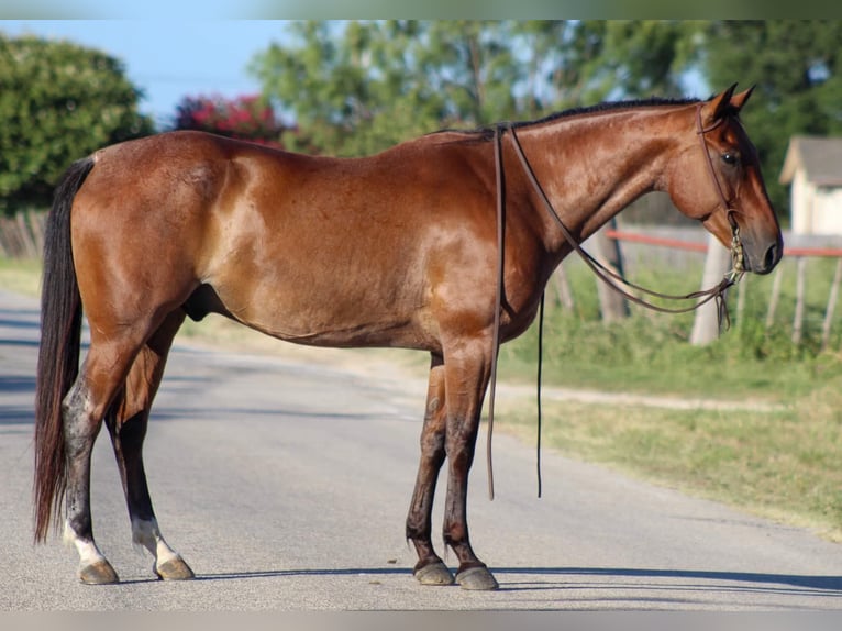 Quarter horse américain Hongre 15 Ans 157 cm Roan-Bay in Stephenville TX