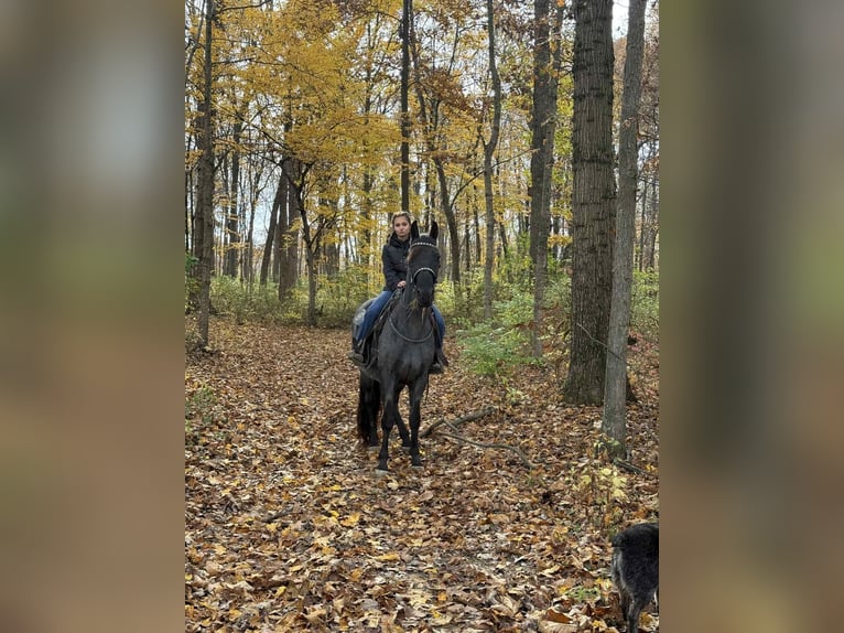 Quarter horse américain Hongre 15 Ans 157 cm Rouan Bleu in Grassy Creek KY