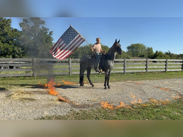 Quarter horse américain Hongre 15 Ans 157 cm Rouan Bleu in Grassy Creek KY