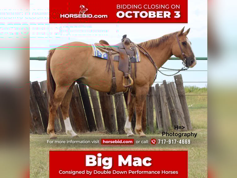 Quarter horse américain Croisé Hongre 15 Ans 160 cm Alezan dun in Cushing, OK