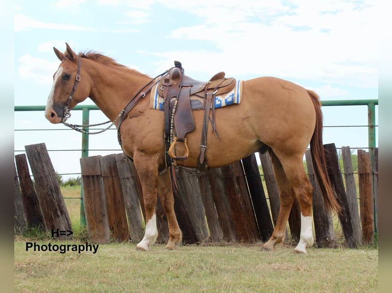 Quarter horse américain Croisé Hongre 15 Ans 160 cm Alezan dun in Cushing, OK