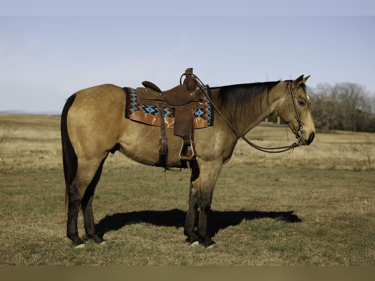 Quarter horse américain Hongre 15 Ans 160 cm Buckskin in Quitman